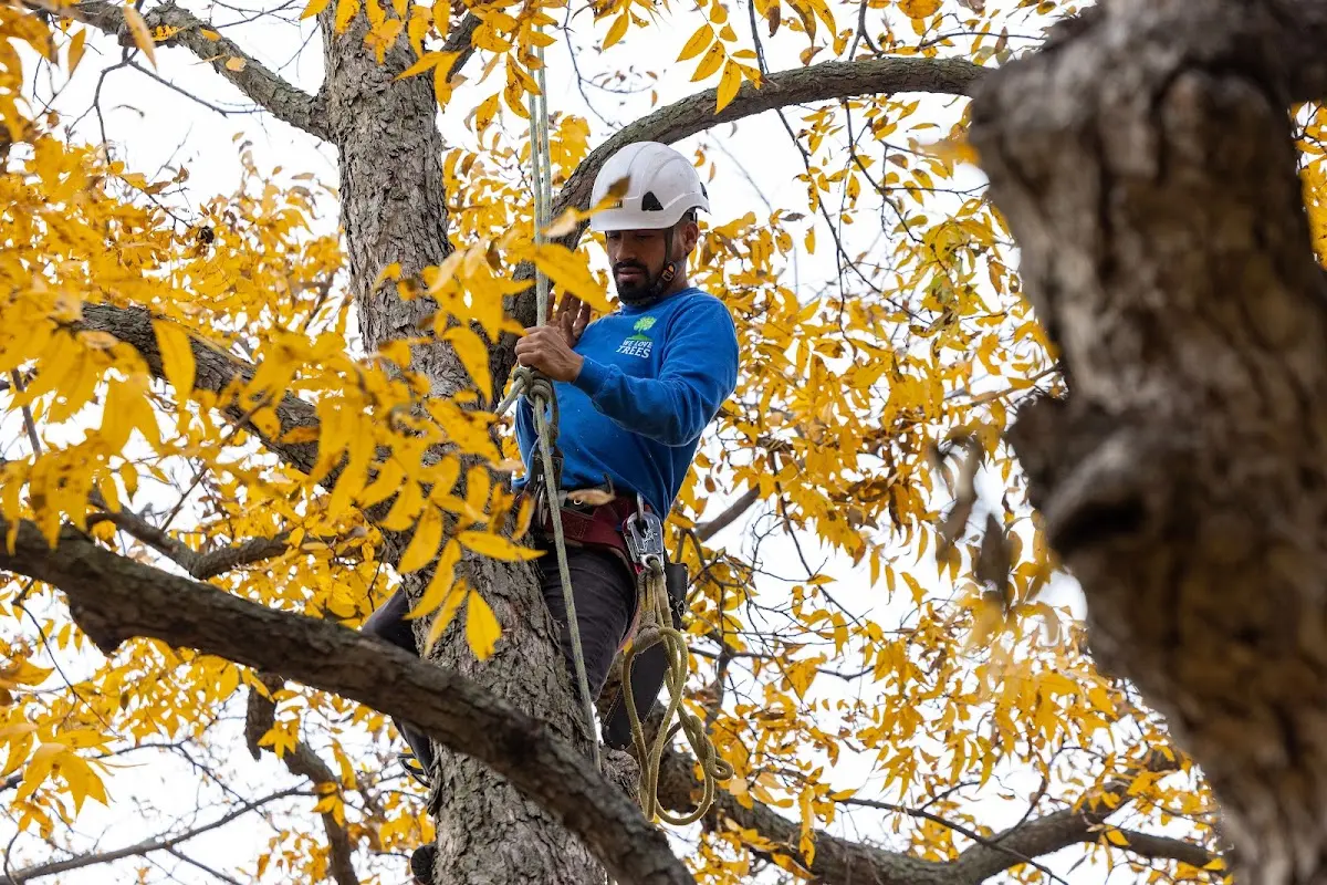 Skilled Tree Planing crew working in Melrose