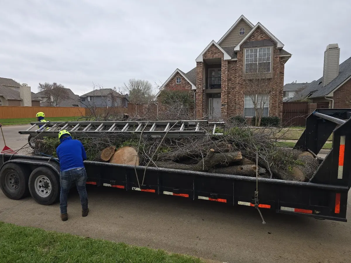 Expert Tree Removal with proper safety equipment in Melrose